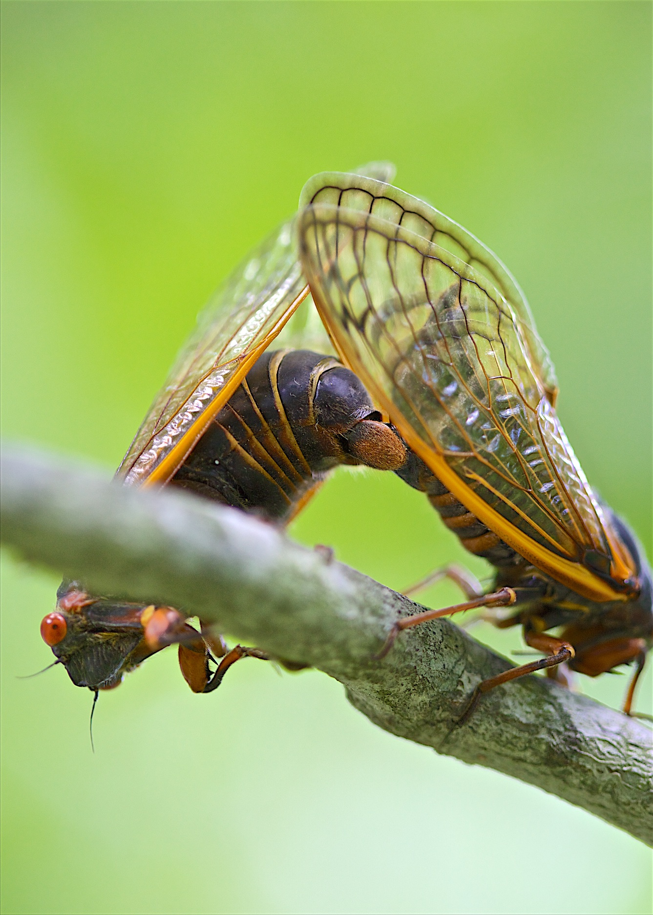 mating-cicadas-shutterbug